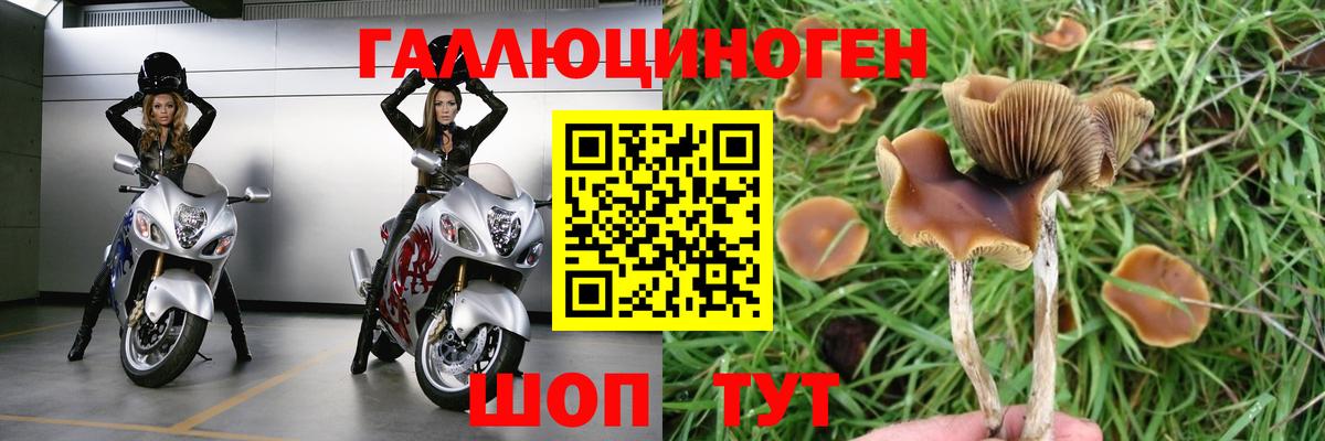 Галлюциногенные грибы Psilocybe Бор