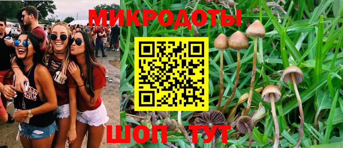 Галлюциногенные грибы Psilocybe  Бор  Галлюциногенные грибы Magic Shrooms 